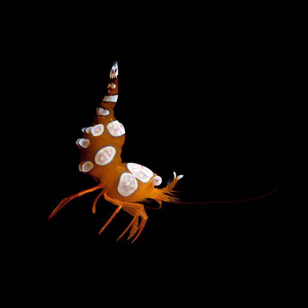 Sexy Shrimp Thor amboinensis - Reke