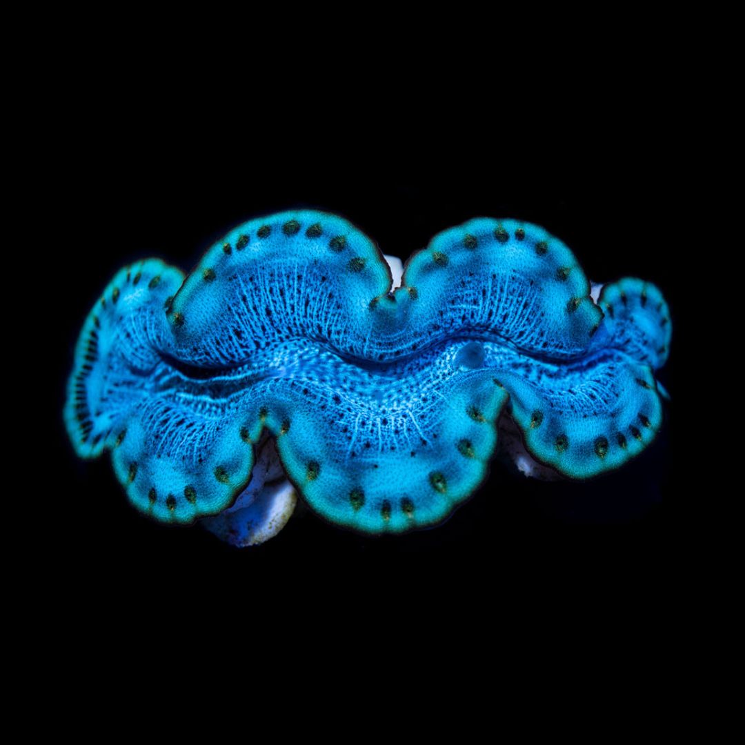 Tridacna Maxima Grønn 6cm