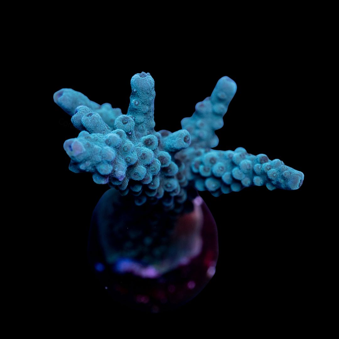 CL Turquoise Staghorn - Frag