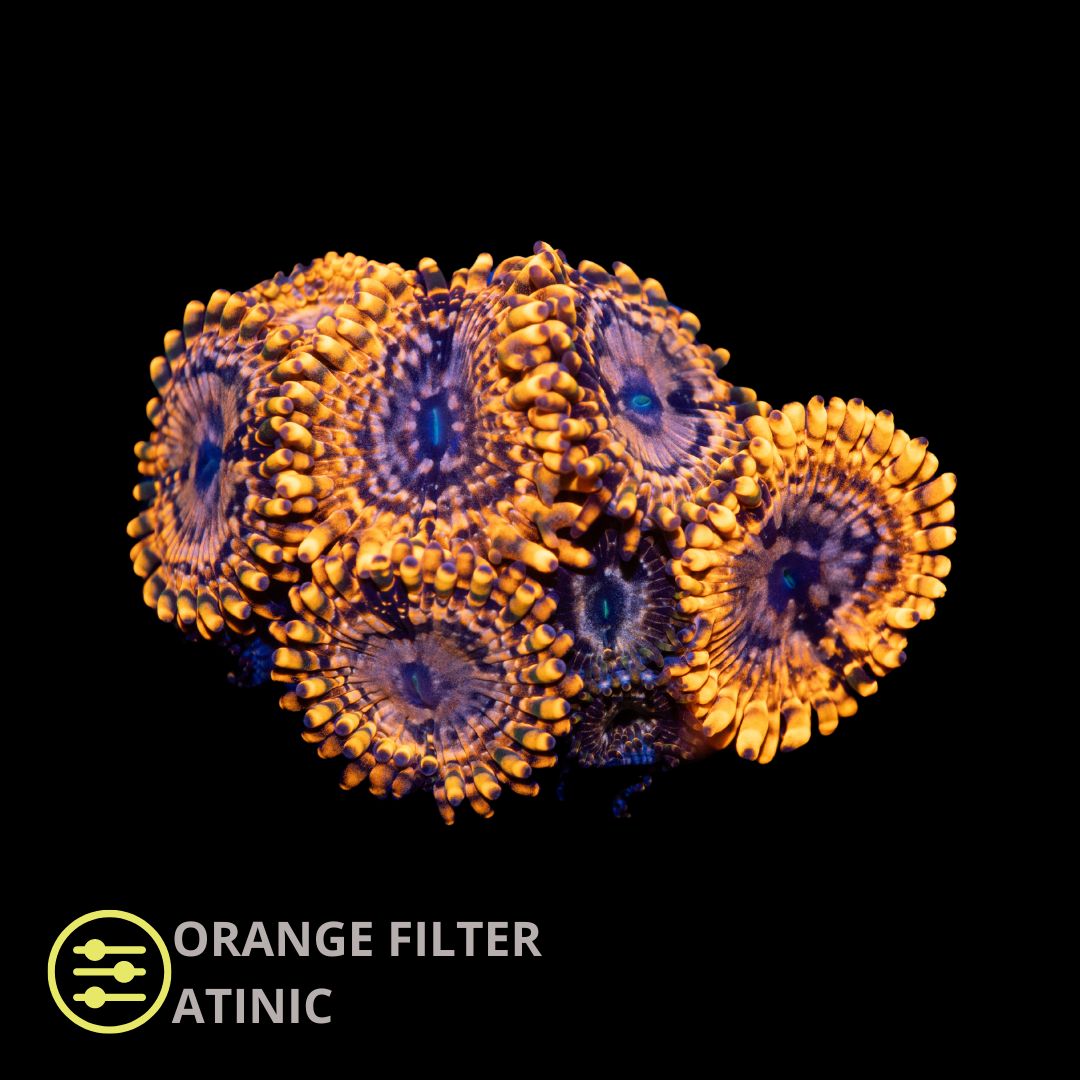 CL Utter Chaos Zoanthid - Frag