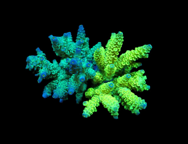 PRE-ORDER WYSIWYG Acropora Bifaria (Duo)