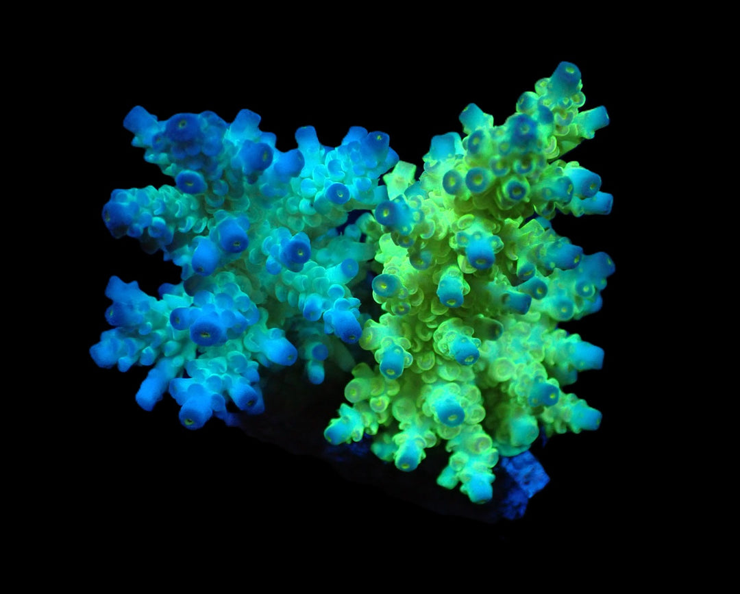 PRE-ORDER WYSIWYG Acropora Bifaria (Duo)