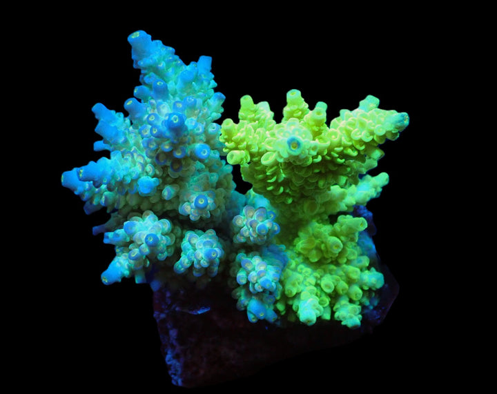 PRE-ORDER WYSIWYG Acropora Bifaria (Duo)