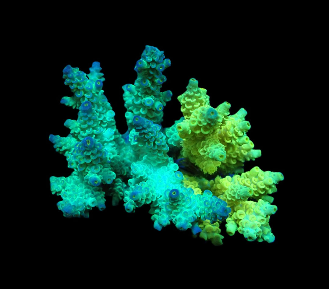 PRE-ORDER WYSIWYG Acropora Bifaria (Duo)