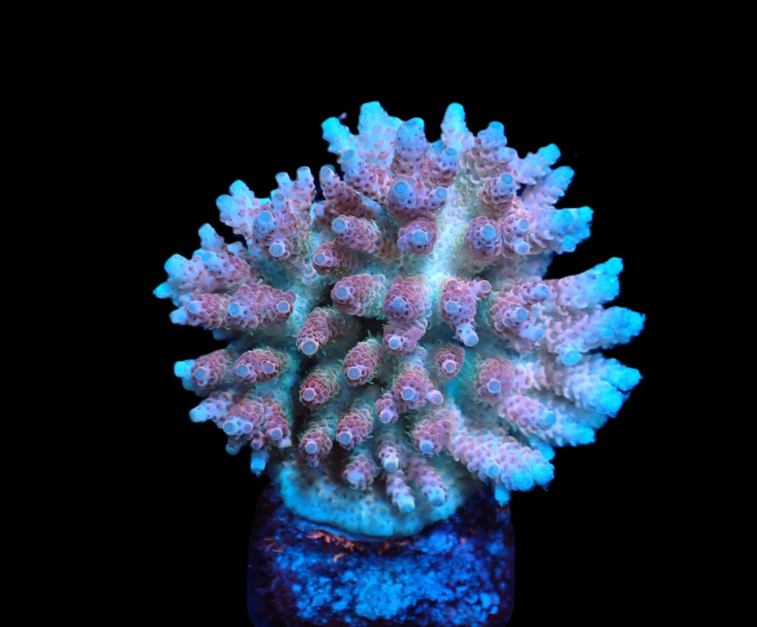PRE-ORDER WYSIWYG Acropora Hyacinthus Ultra