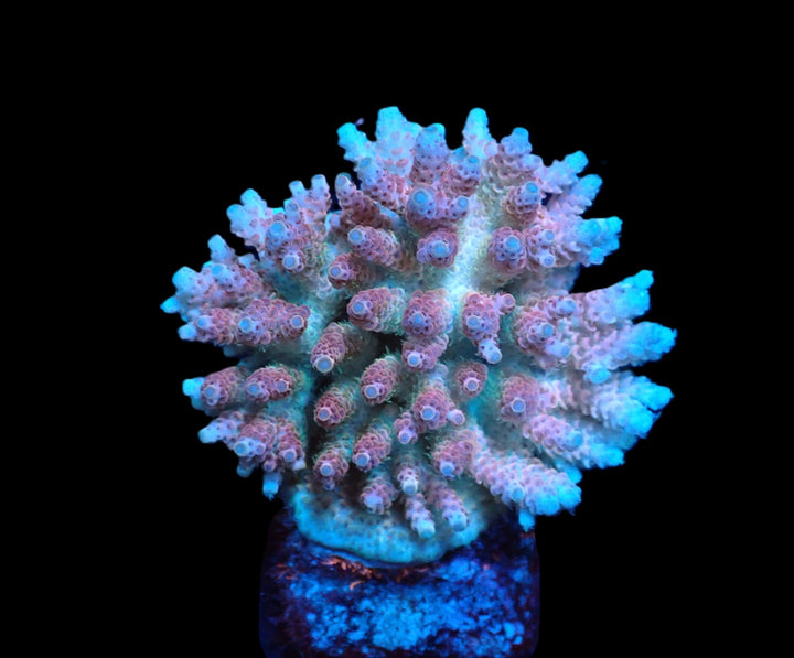 PRE-ORDER WYSIWYG Acropora Hyacinthus Ultra