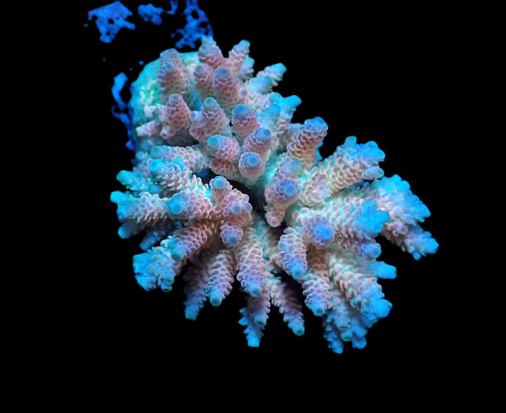 PRE-ORDER WYSIWYG Acropora Hyacinthus Ultra