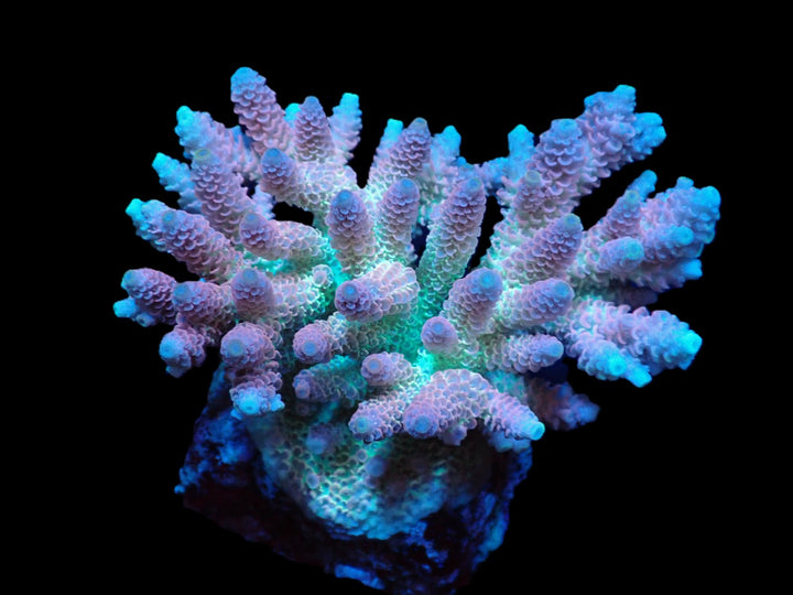 PRE-ORDER WYSIWYG Acropora Hyacinthus Ultra