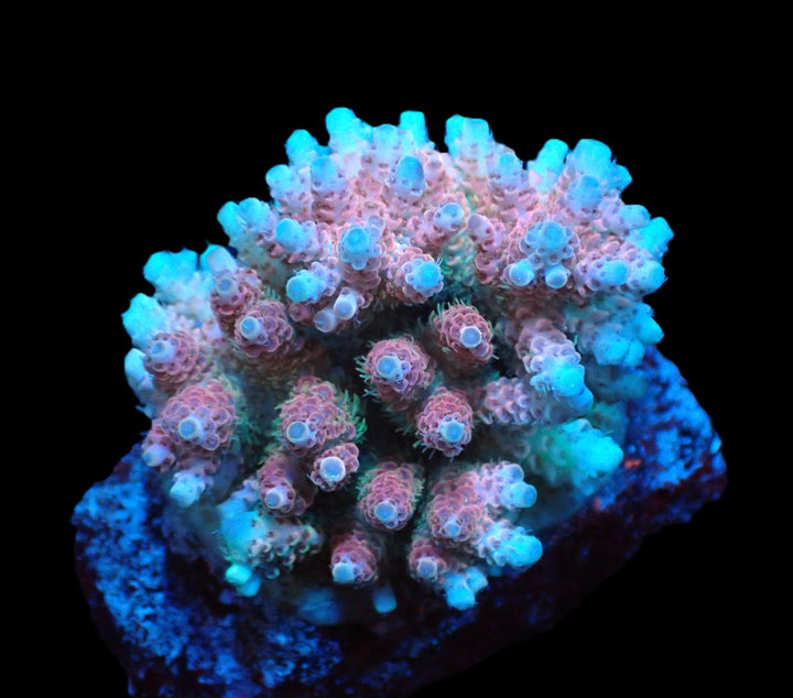 PRE-ORDER WYSIWYG Acropora Hyacinthus Ultra