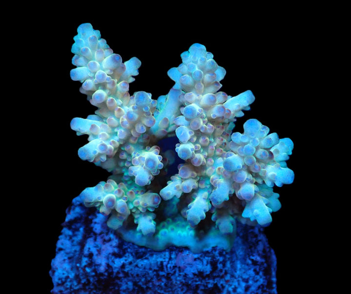 PRE-ORDER WYSIWYG Acropora Loripes (Ultra)