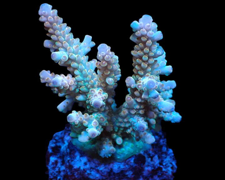 PRE-ORDER WYSIWYG Acropora Loripes (Ultra)