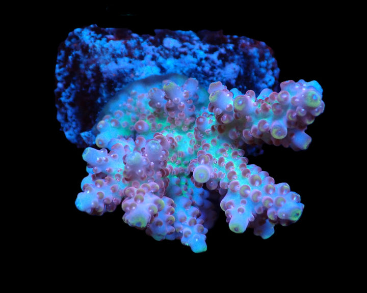 PRE-ORDER WYSIWYG Acropora Loripes (Ultra)