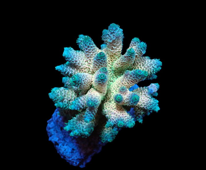 PRE-ORDER WYSIWYG Acropora millepora (Rainbow)