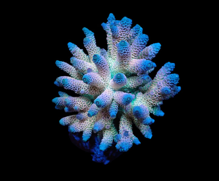 PRE-ORDER WYSIWYG Acropora millepora (Rainbow)