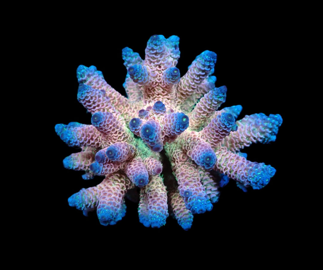 PRE-ORDER WYSIWYG Acropora millepora (Rainbow)