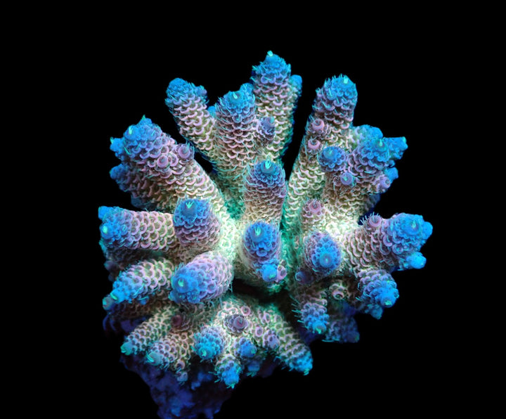 PRE-ORDER WYSIWYG Acropora millepora (Rainbow)