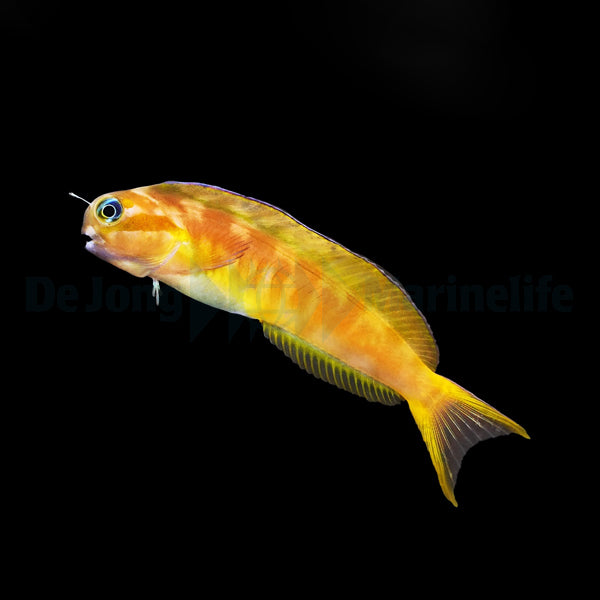 Ecsenius Midas – Midas Blenny