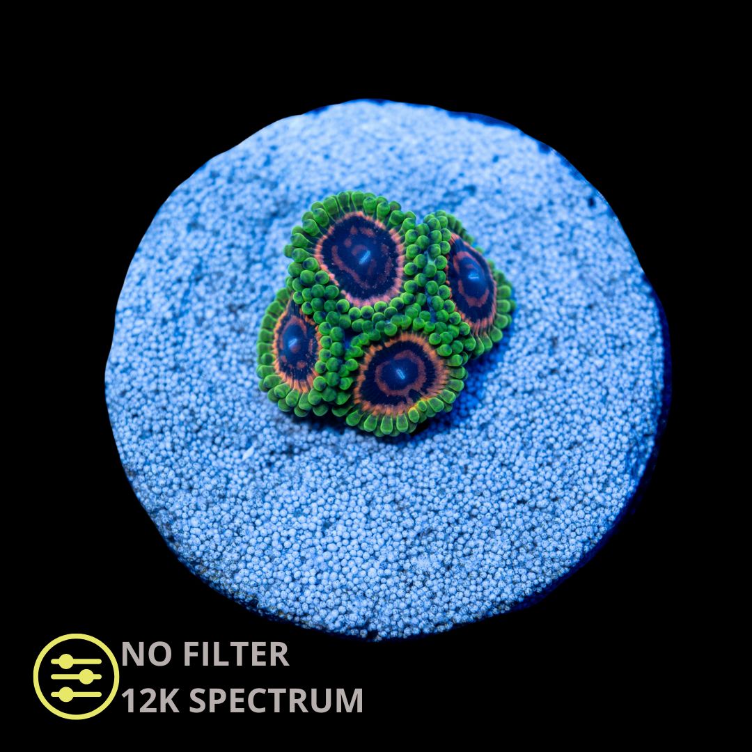 CL Hallucination Zoanthid - Frag