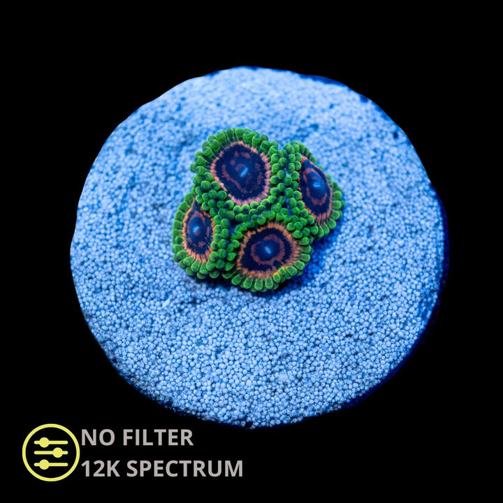 CL Hallucination Zoanthid - Frag