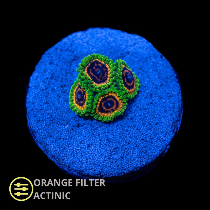 CL Hallucination Zoanthid - Frag