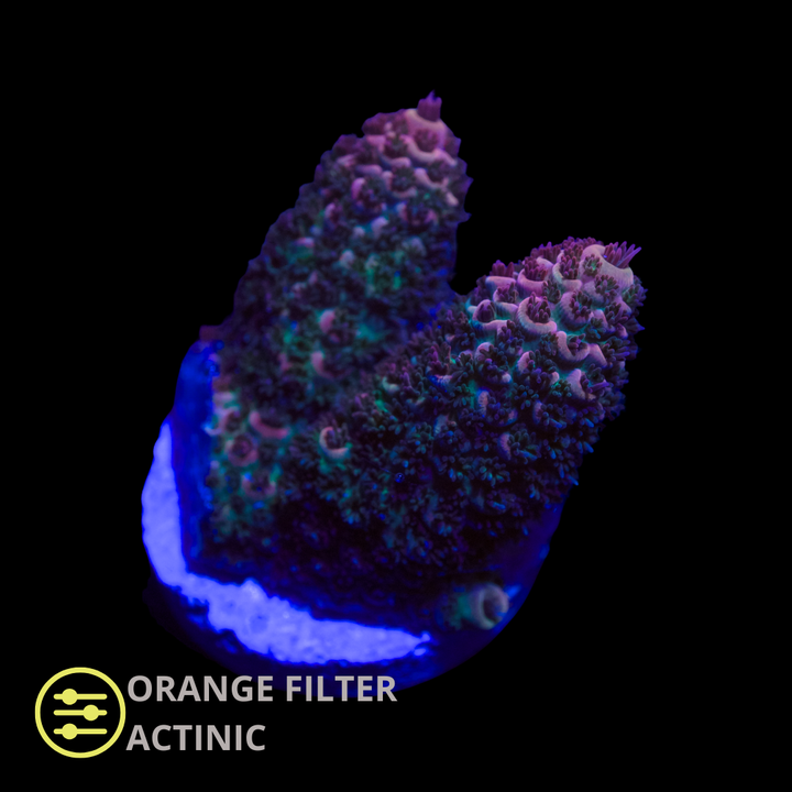 CL Acropora Purple Millepora - Frag