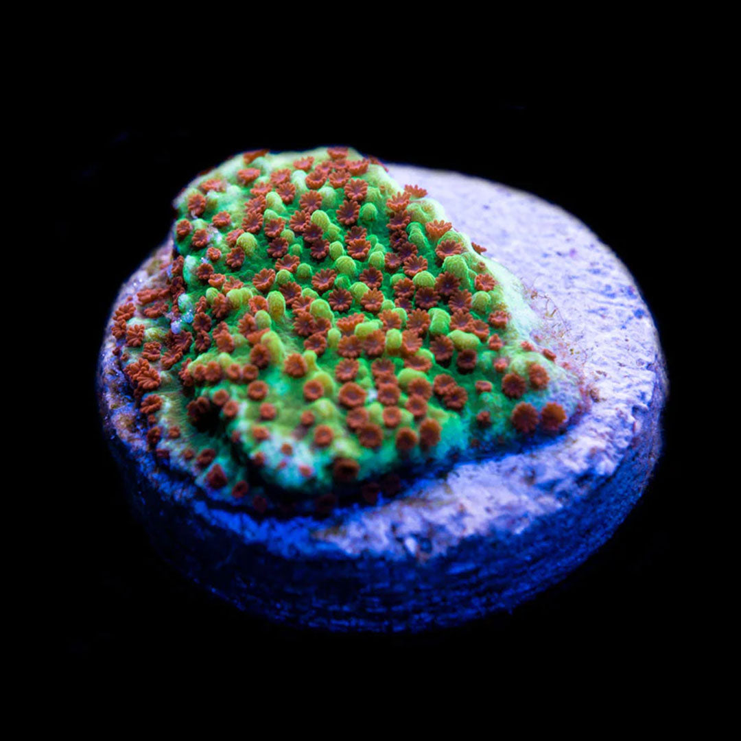 CL Montipora Chilli Pepper - Frag