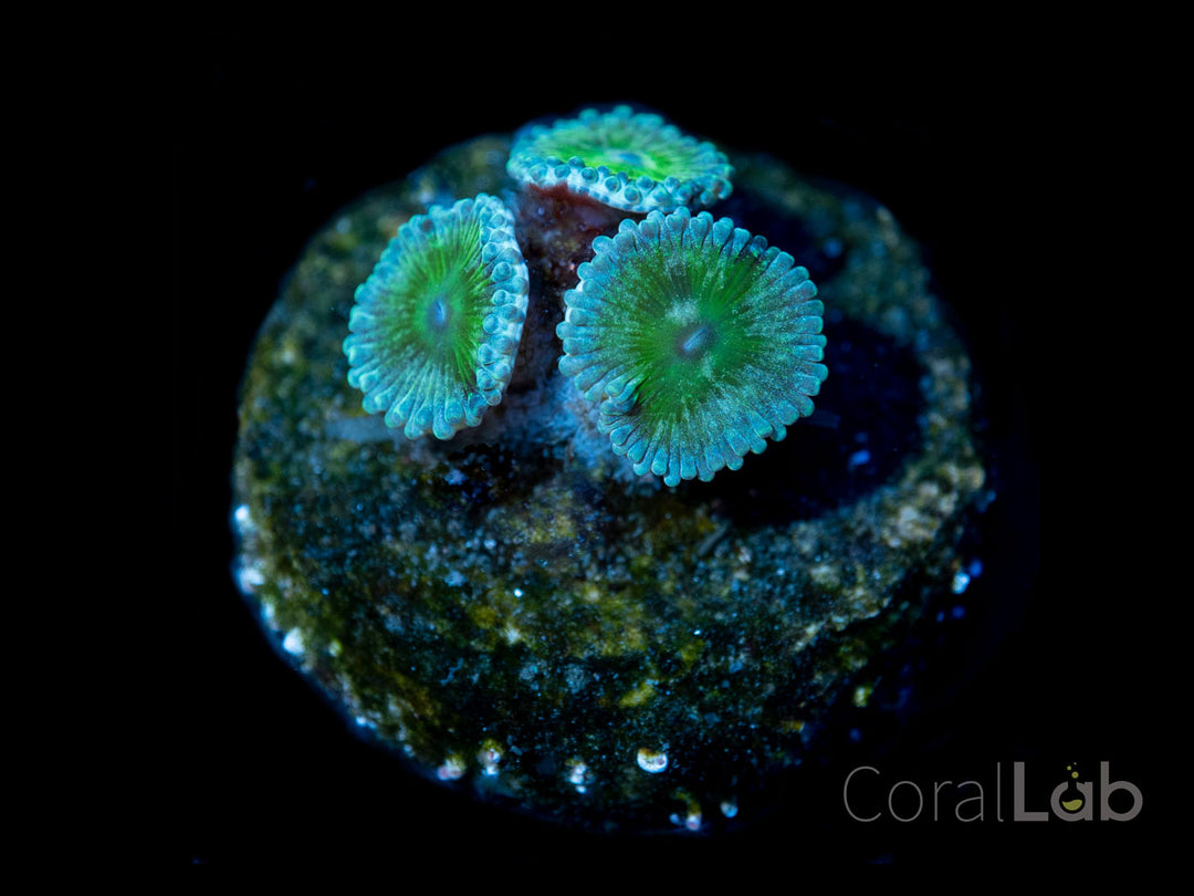CoralLab Zoa 4 Pack - Korall pakke